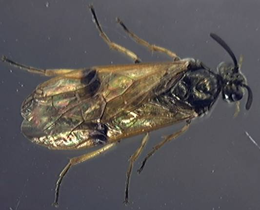 Arge ustulata